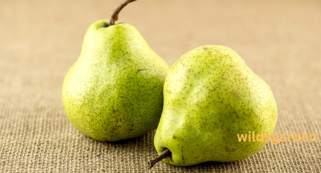 can chickens eat pear