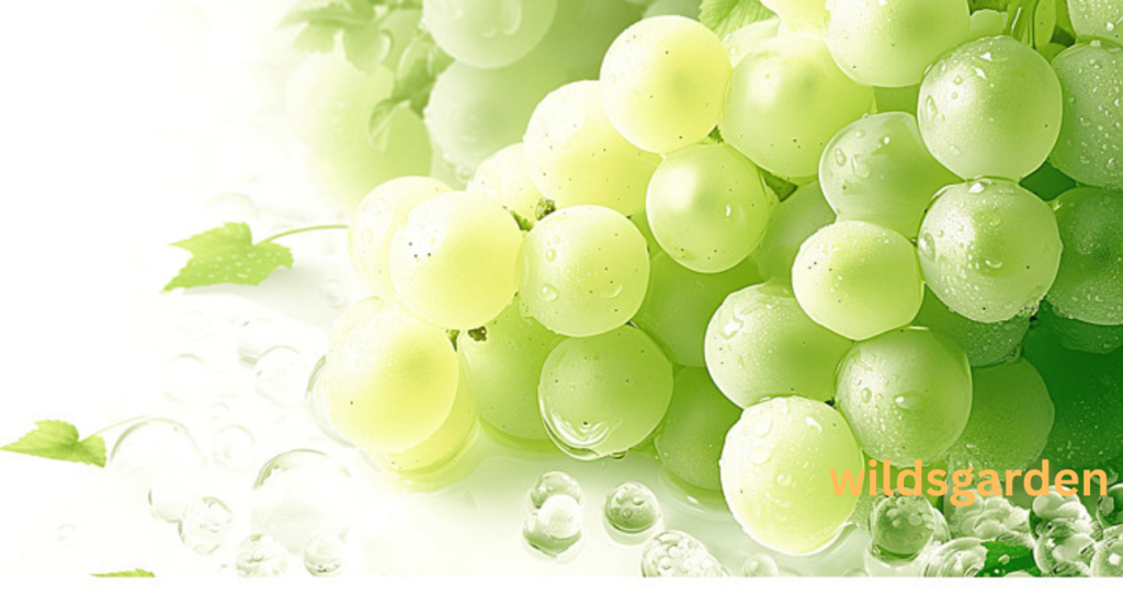 shine muscat grapes