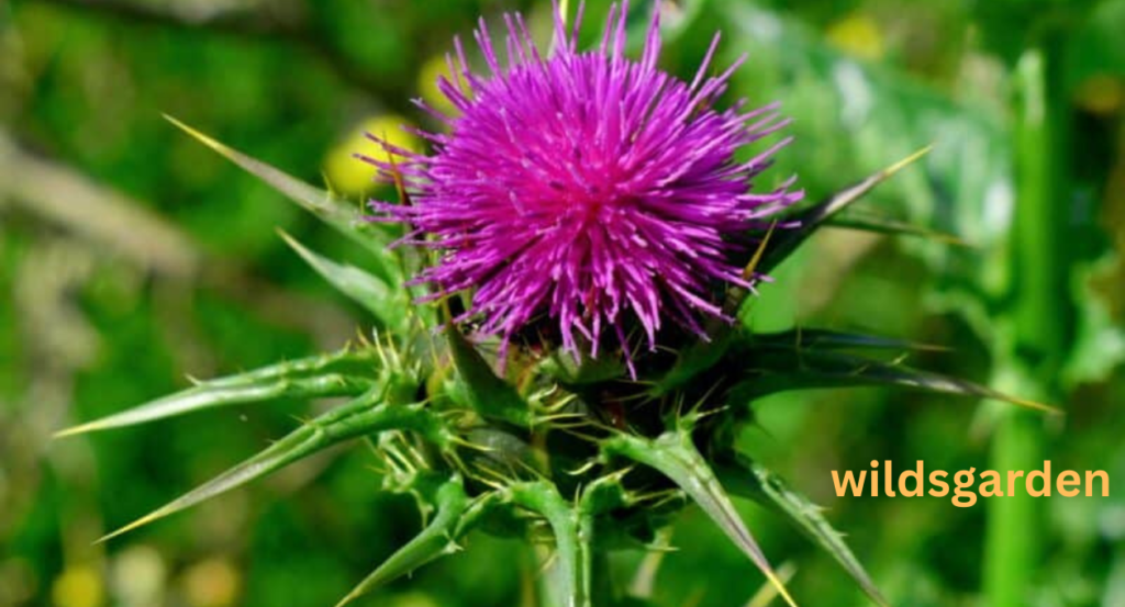 wild lettuce look alikes