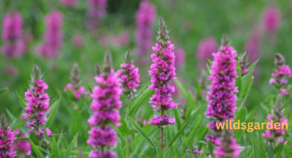 purple loosestrife