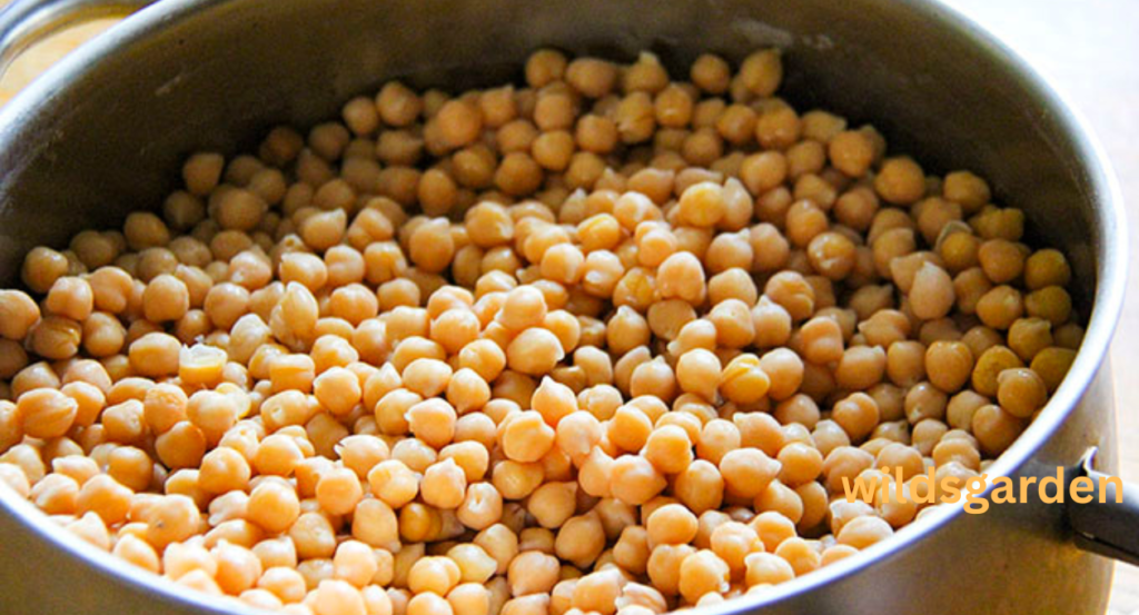 Can Chickens Eat Chickpeas