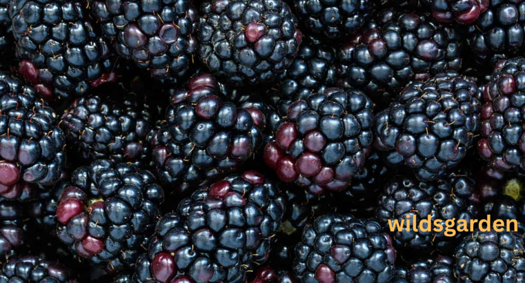 Can Chickens Eat Blackberries