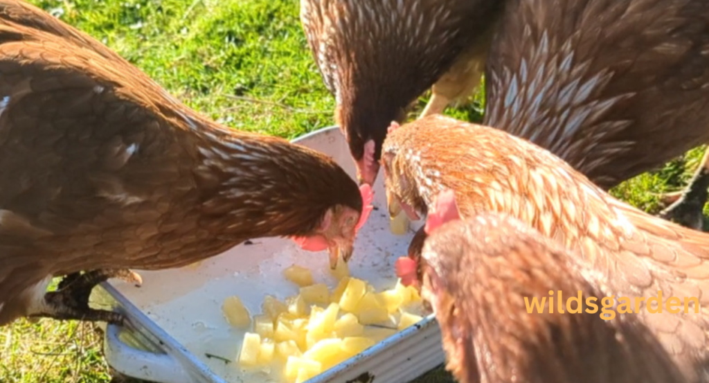 Can Chickens Eat Pineapple