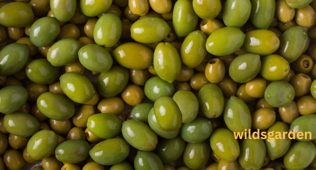 Can Chickens Eat Olives