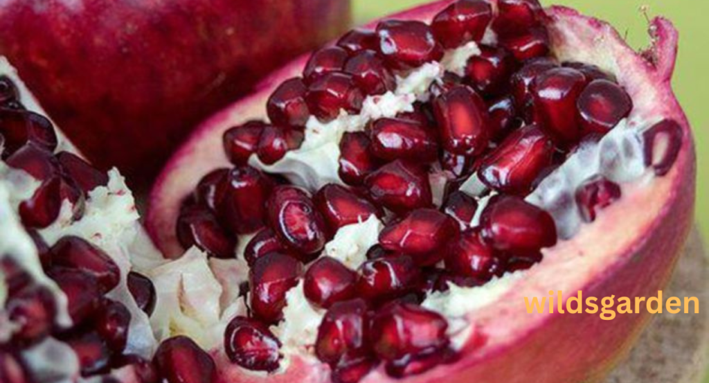 Can Chickens Eat Pomegranates