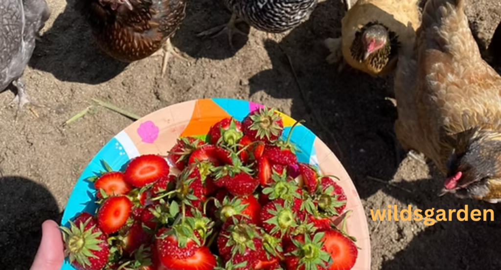 Can Chickens Eat strawberries