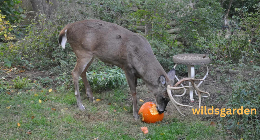 Do Deer Eat Pumpkins